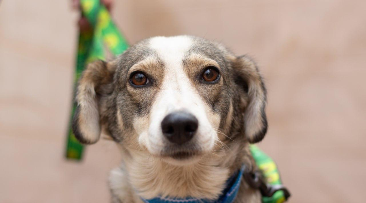 Chiens à adopter